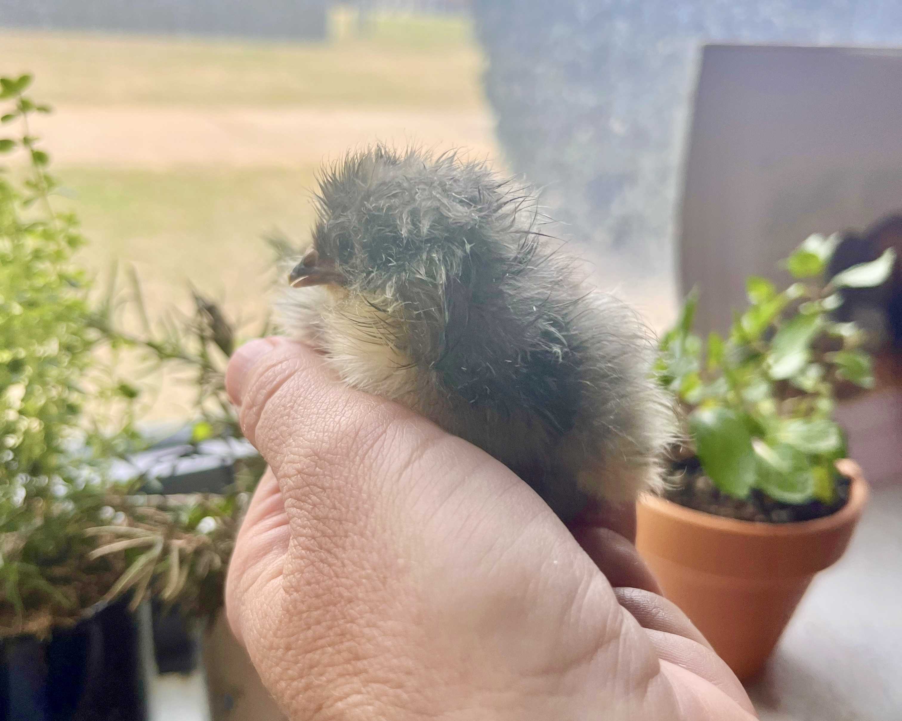 2026014160737chick2-2.jpg (376 KB)