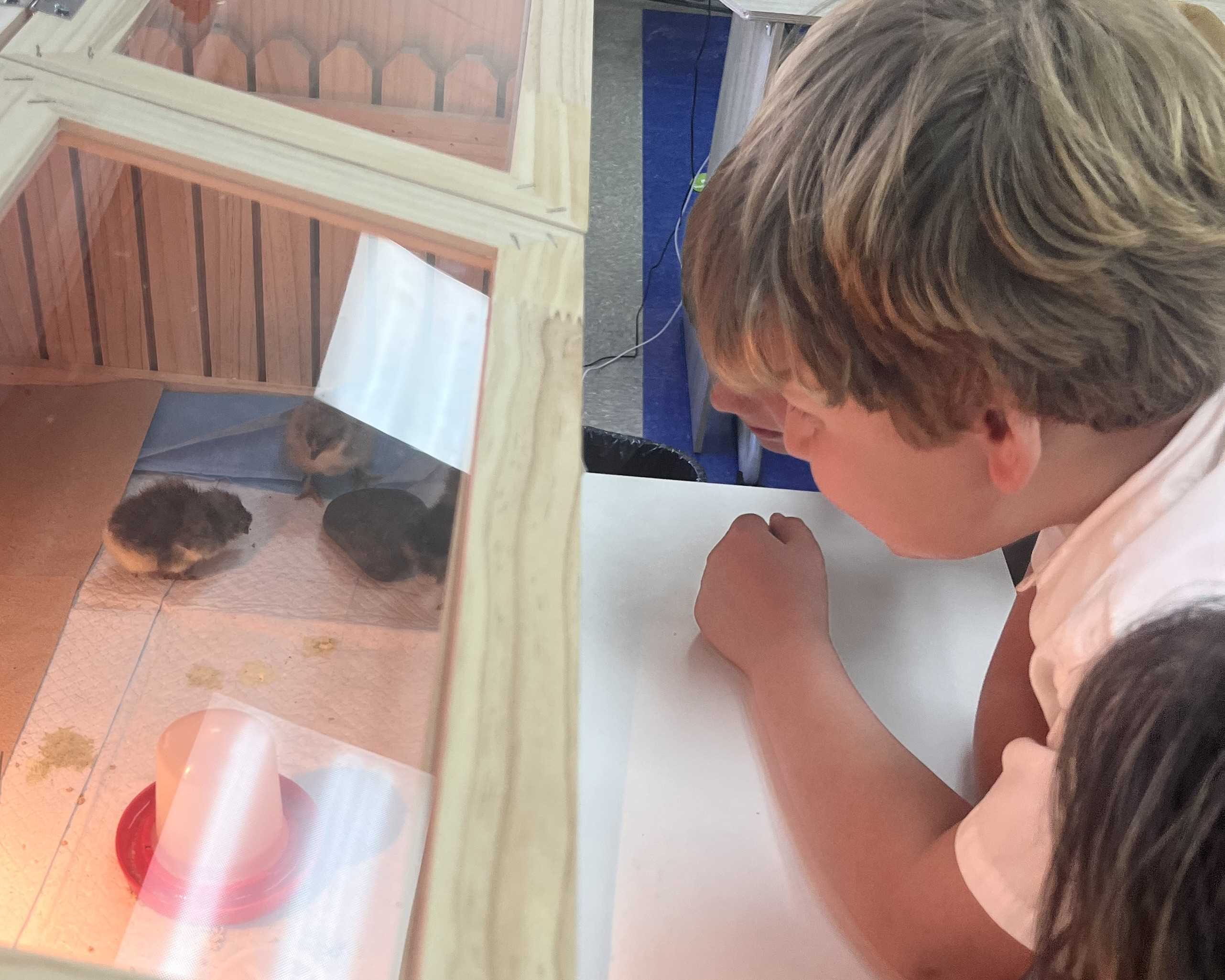 2026014160929chick-2.jpeg (310 KB)